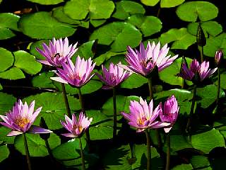 water lilies.jpg